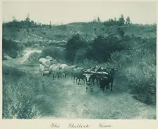 The bullock team. From the album: Camera Pictures of New Zealand, 1920s. Creator: Harry Moult