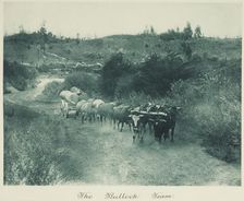 The bullock team. From the album: Camera Pictures of New Zealand, 1920s. Creator: Harry Moult