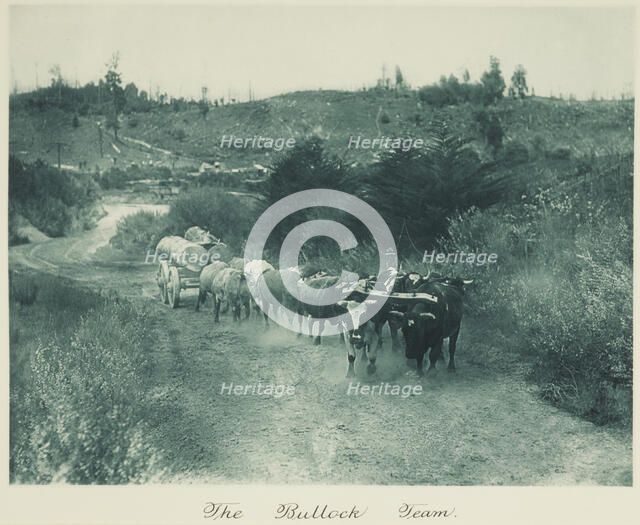 The bullock team. From the album: Camera Pictures of New Zealand, 1920s. Creator: Harry Moult.
