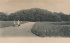 The Bunyan Tree, Botanical Gardens. Calcutta 1906. Creator: Johnston & Hoffmann