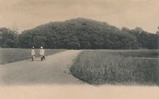 The Bunyan Tree, Botanical Gardens. Calcutta 1906. Creator: Johnston & Hoffmann