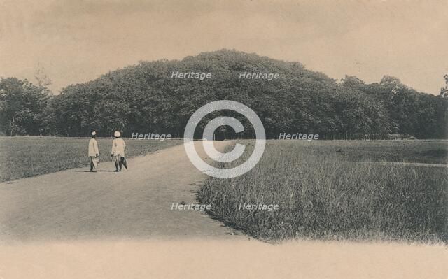 'The Bunyan Tree, Botanical Gardens. Calcutta', 1906. Creator: Johnston & Hoffmann.