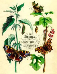 The Butterflies of Great Britain c1855