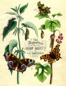 The Butterflies of Great Britain c1855