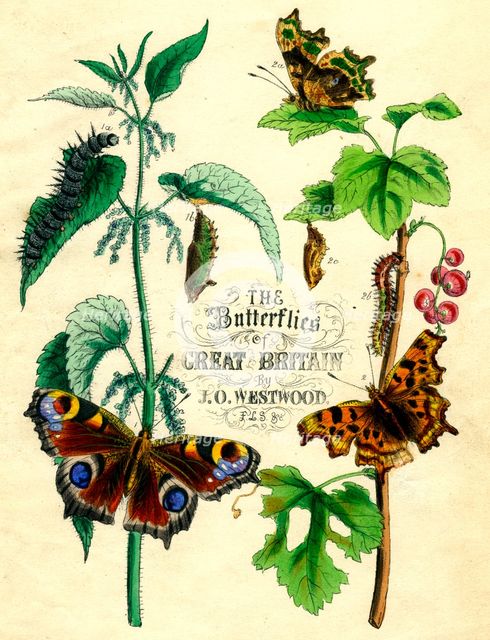 'The Butterflies of Great Britain', c1855. Artist: Unknown