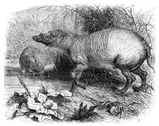 The Babirussa, recently added to the Zoological Society's Gardens, Regent's Park, 1860. Creator: Pearson