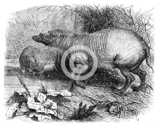 The Babirussa, recently added to the Zoological Society's Gardens, Regent's Park, 1860. Creator: Pearson.
