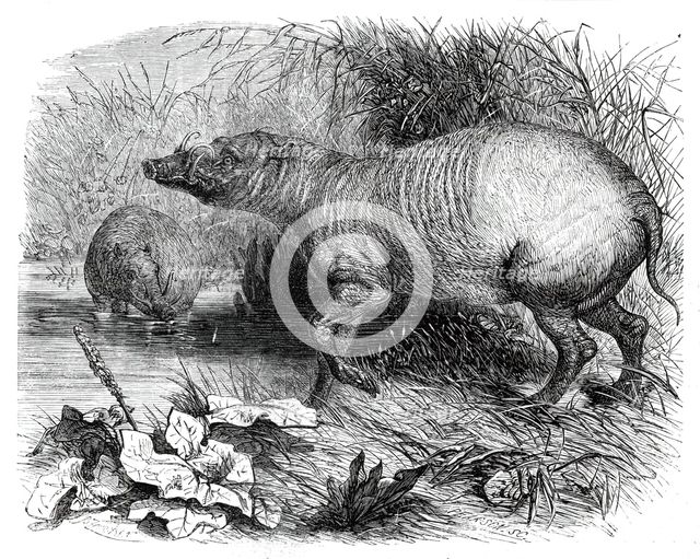 The Babirussa, recently added to the Zoological Society's Gardens, Regent's Park, 1860. Creator: Pearson.