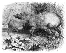 The Babirussa, recently added to the Zoological Society's Gardens, Regent's Park, 1860. Creator: Pearson