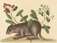 The Bahama Coney (Mus Monax), published 1754. Creator: Mark Catesby