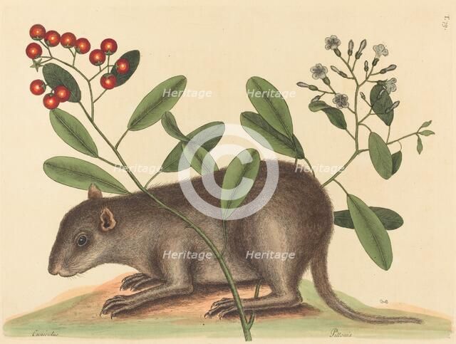 The Bahama Coney (Mus Monax), published 1754. Creator: Mark Catesby.