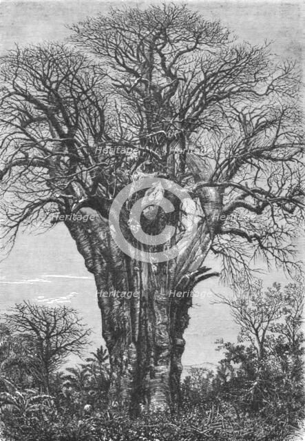 'The Baobab (Adansonia digitata, Linn.)', 1875. Creator: W. Carruthers.