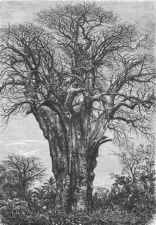 The Baobab (Adansonia digitata, Linn.) 1875. Creator: W. Carruthers