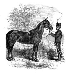 The Balaclava Mare, presented to Her Majesty, 1873. Creator: Unknown