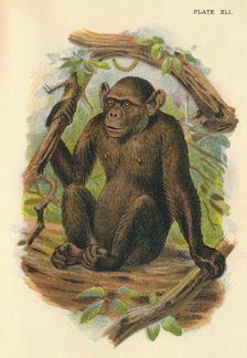 The Bald Chimpanzee 1897. Artist: Henry Ogg Forbes