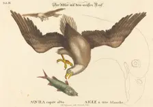 The Bald Eagle (Falco leucocephalus), probably 1743/1762. Creator: Johann Michael Seligmann