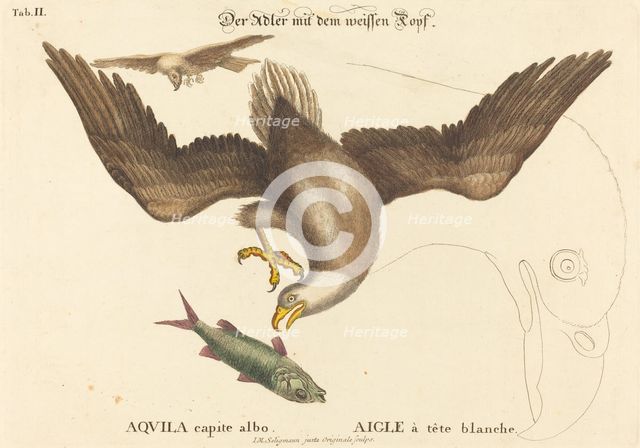 The Bald Eagle (Falco leucocephalus), probably 1743/1762. Creator: Johann Michael Seligmann.