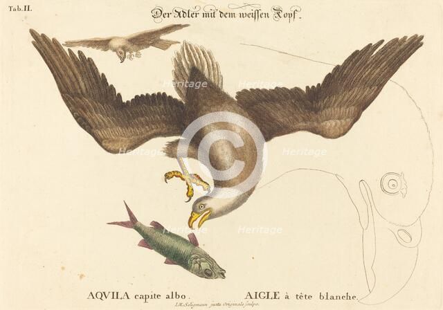 The Bald Eagle (Falco leucocephalus), probably 1743/1762. Creator: Johann Michael Seligmann.