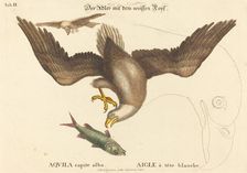 The Bald Eagle (Falco leucocephalus), probably 1743/1762. Creator: Johann Michael Seligmann