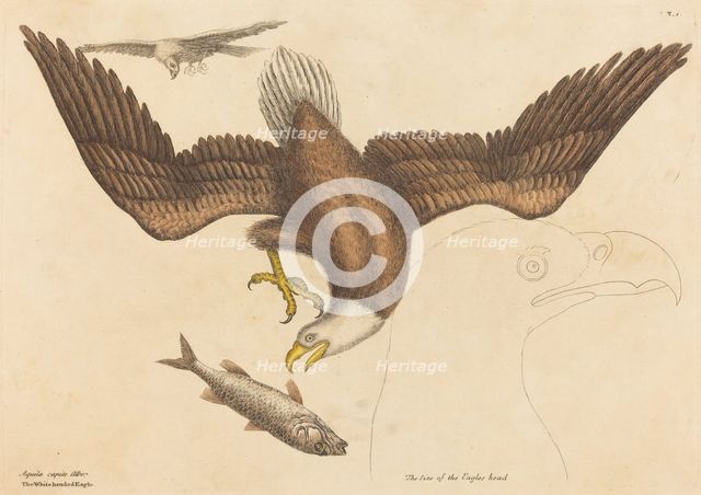 The Bald Eagle (Falco leucocephalus), published 1731-1743. Creator: Mark Catesby.