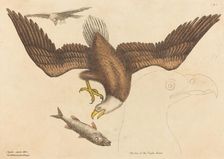 The Bald Eagle (Falco leucocephalus), published 1731-1743. Creator: Mark Catesby