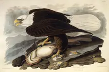 The bald eagle. From "The Birds of America", 1827-1838. Creator: Audubon, John James (1785-1851)