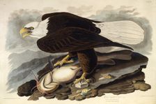 The bald eagle. From "The Birds of America", 1827-1838. Creator: Audubon, John James (1785-1851)