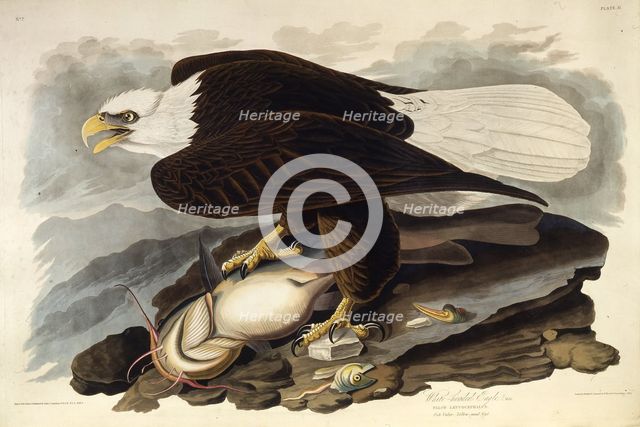 The bald eagle. From "The Birds of America", 1827-1838. Creator: Audubon, John James (1785-1851).