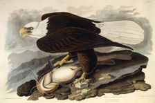 The bald eagle. From "The Birds of America", 1827-1838. Creator: Audubon, John James (1785-1851)