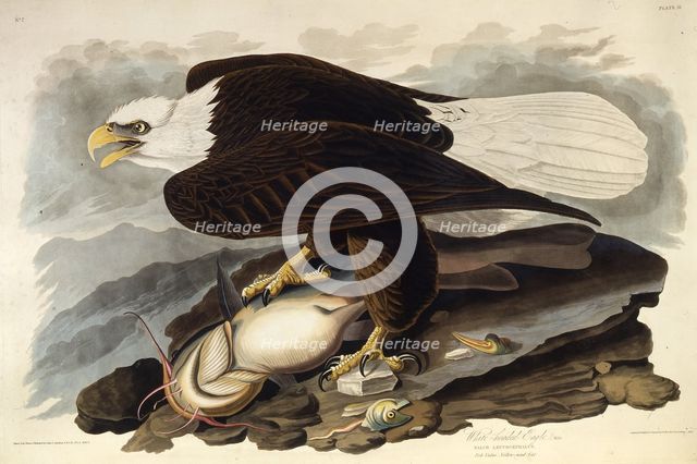 The bald eagle. From "The Birds of America", 1827-1838. Creator: Audubon, John James (1785-1851).