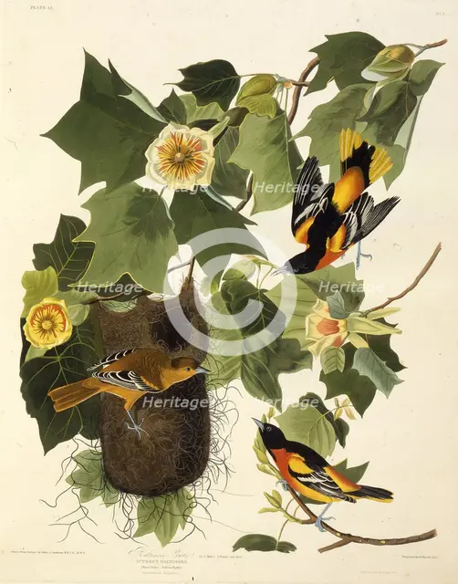 The Baltimore oriole. From "The Birds of America", 1827-1838. Creator: Audubon, John James (1785-1851).
