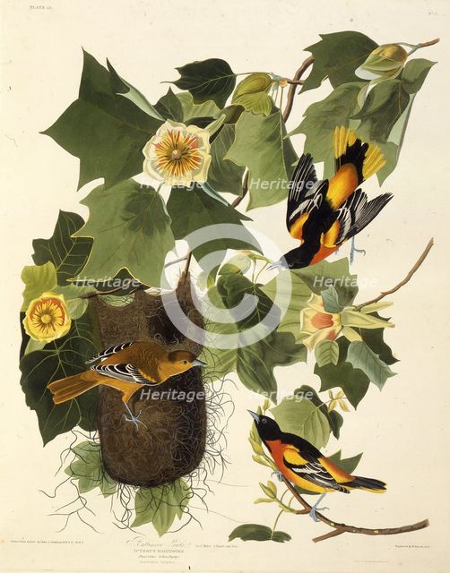 The Baltimore oriole. From "The Birds of America", 1827-1838. Creator: Audubon, John James (1785-1851).