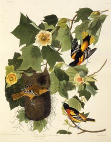 The Baltimore oriole. From "The Birds of America", 1827-1838. Creator: Audubon, John James (1785-1851)