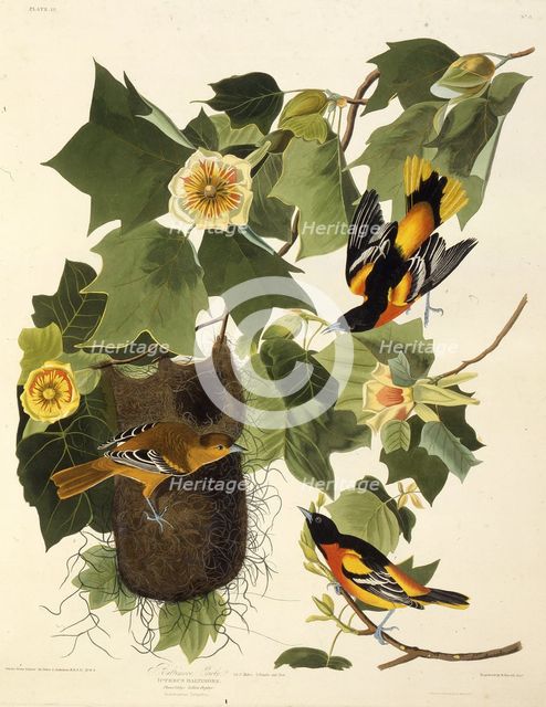 The Baltimore oriole. From "The Birds of America", 1827-1838. Creator: Audubon, John James (1785-1851).