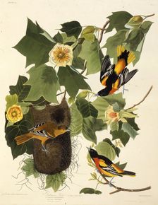 The Baltimore oriole. From "The Birds of America", 1827-1838. Creator: Audubon, John James (1785-1851)