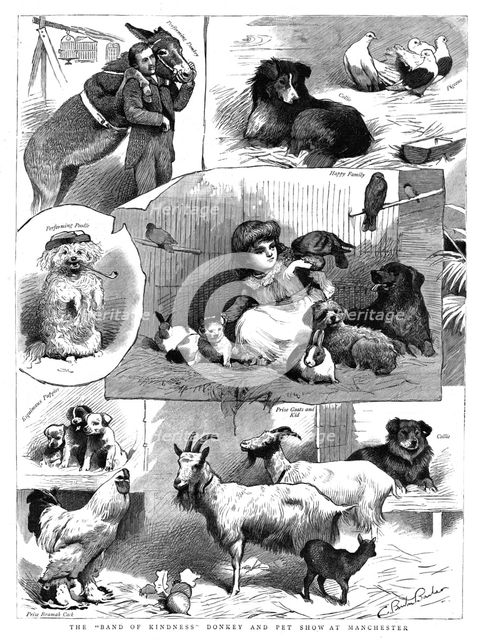 'The "Band of Kindness" Donkey and Pet show at Manchester', 1886. Creator: Unknown.