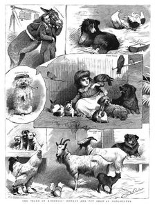 The "Band of Kindness" Donkey and Pet show at Manchester 1886. Creator: Unknown