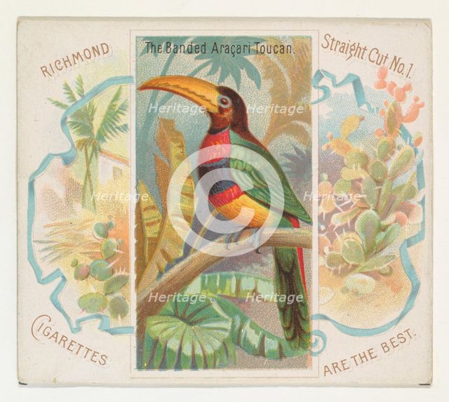 The Banded Aracari Toucan, from Birds of the Tropics series (N38) for Allen & Ginter Cigar..., 1889. Creator: Allen & Ginter.