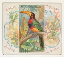 The Banded Aracari Toucan, from Birds of the Tropics series (N38) for Allen & Ginter Cigar..., 1889. Creator: Allen & Ginter