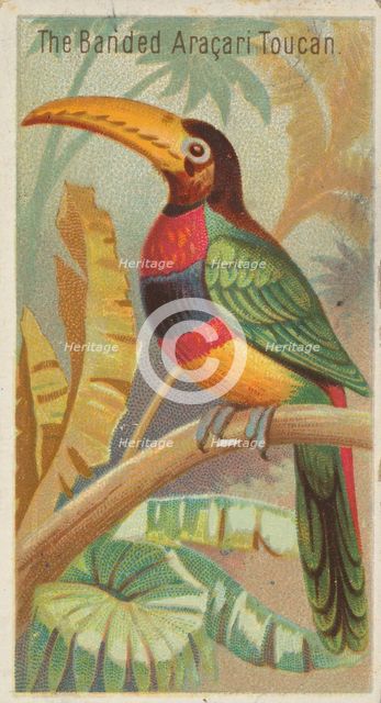 The Banded Aracari Toucan, from the Birds of the Tropics series (N5) for Allen & Ginter Ci..., 1889. Creator: Allen & Ginter.