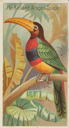 The Banded Aracari Toucan, from the Birds of the Tropics series (N5) for Allen & Ginter Ci..., 1889. Creator: Allen & Ginter
