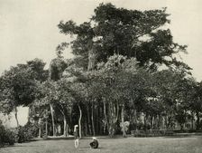 The Banyan Tree, Barrackpore, 1870 (1925). Creator: Unknown