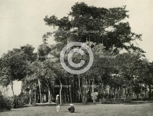 'The Banyan Tree, Barrackpore, 1870', (1925). Creator: Unknown.