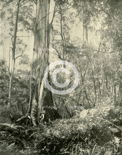 "The Baron", a Noted Tall Tree', 1901. Creator: Unknown.