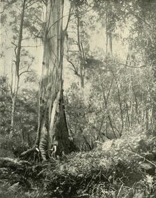 "The Baron", a Noted Tall Tree 1901. Creator: Unknown
