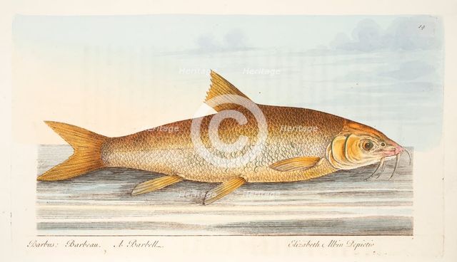 The Barbel, from A Treatise on Fish and Fish-ponds, pub. 1832 (hand coloured engraving)