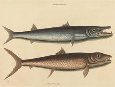The Barracuda (Esox barracuda), published 1754. Creator: Mark Catesby