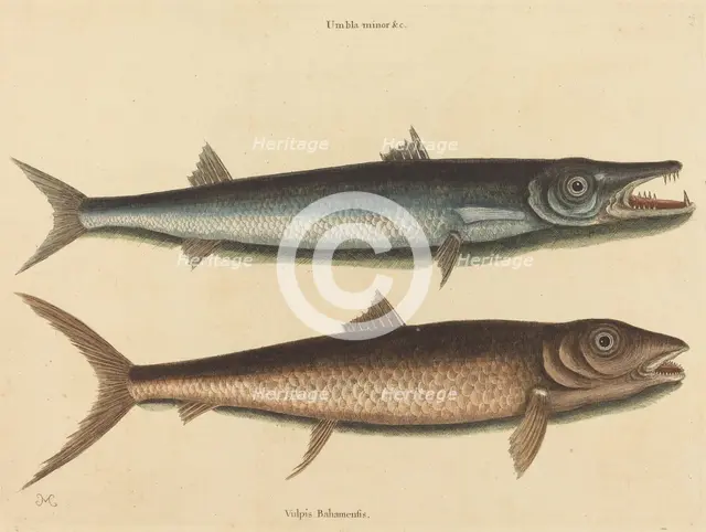 The Barracuda (Esox barracuda), published 1754. Creator: Mark Catesby.