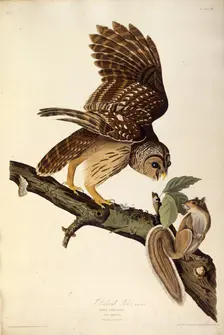 The barred owl. From "The Birds of America", 1827-1838. Creator: Audubon, John James (1785-1851)