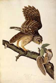 The barred owl. From "The Birds of America", 1827-1838. Creator: Audubon, John James (1785-1851)